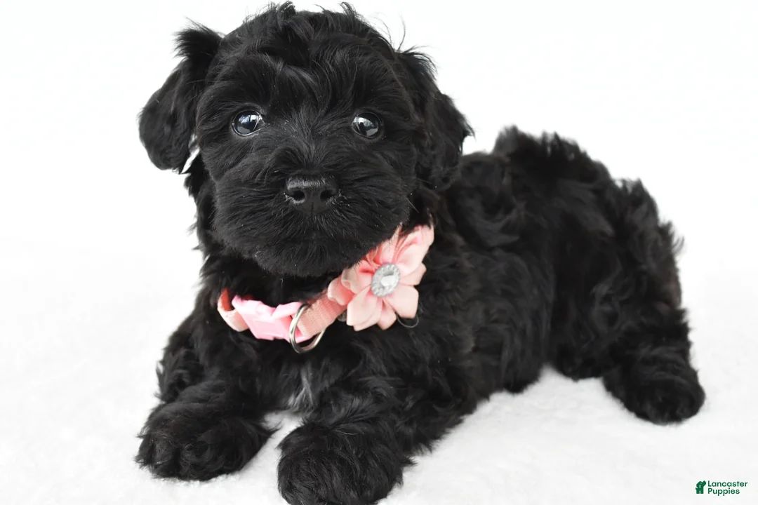 Miniature Poodle dogs for sale: Roxy - Ad 1