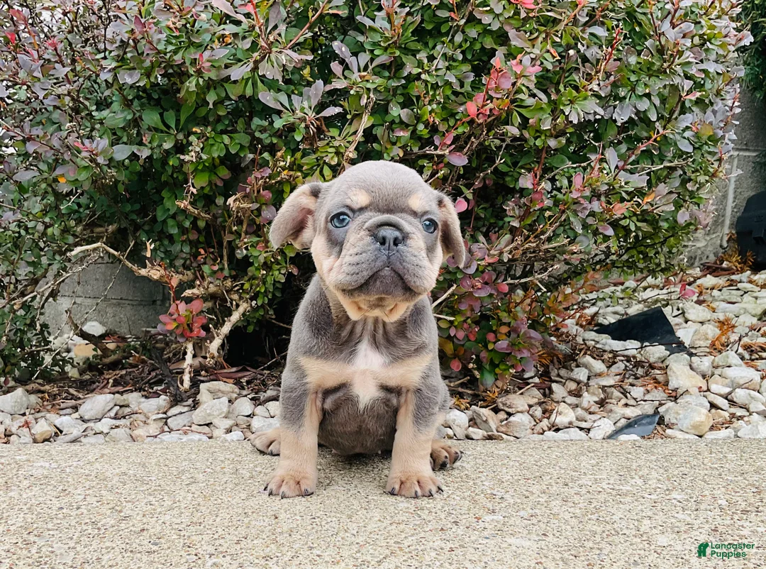French Bulldog dogs for sale: Bella - Ad 2
