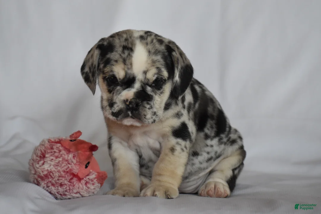 Beabull dogs for sale: Destiny - Ad 1