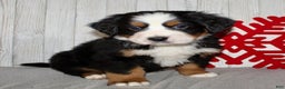 Bernese Mountain Dog dogs for sale: Loki - Ad 6