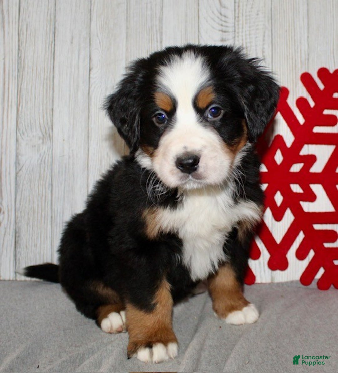 Bernese Mountain Dog dogs for sale: Loki - Ad 6