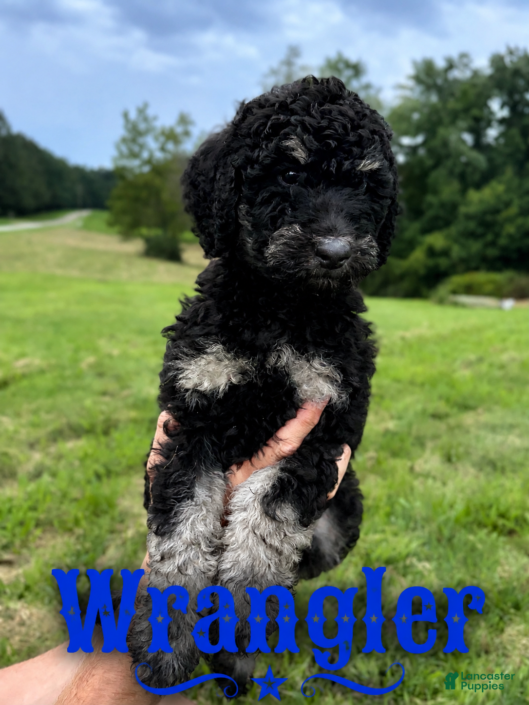 Standard Poodle dogs Wrangler - Ad 2