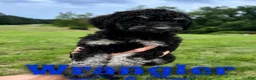 Standard Poodle dogs for sale: Wrangler - Ad 2