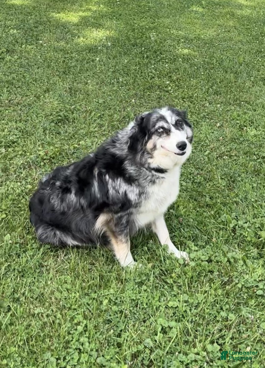 Aussiedoodle dogs for sale: Hazel - Ad 7