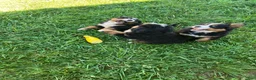 Bernese Mountain Dog dogs for sale: Pink Collar- Sassy - Ad 7