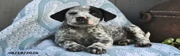 Mixed Breed dogs for sale: Patches  - Ad 1