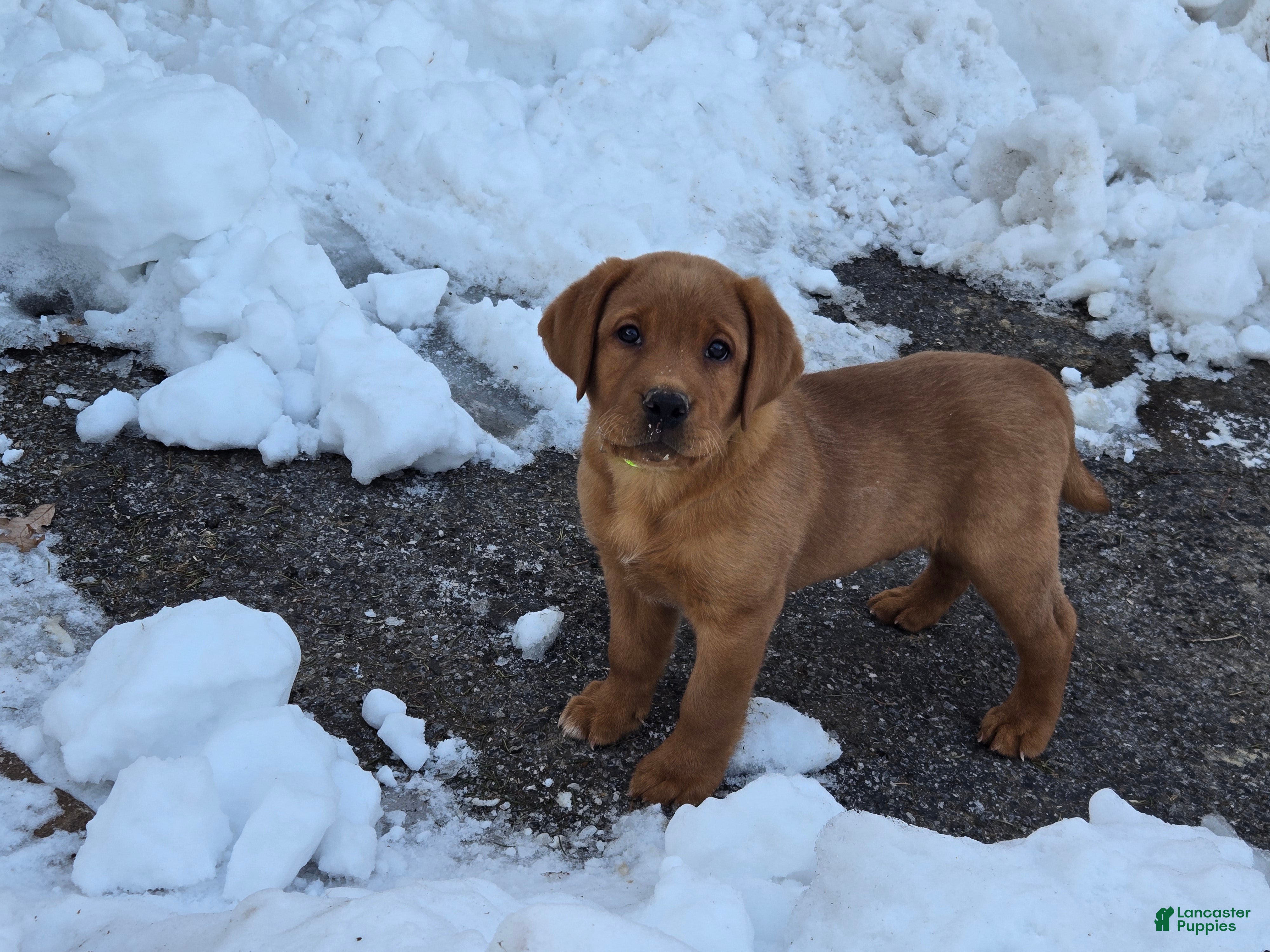 Labrador Retriever dogs Tonka - Ad 8