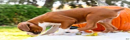 Boxer dogs for sale: Osage Boxer - Ad 9