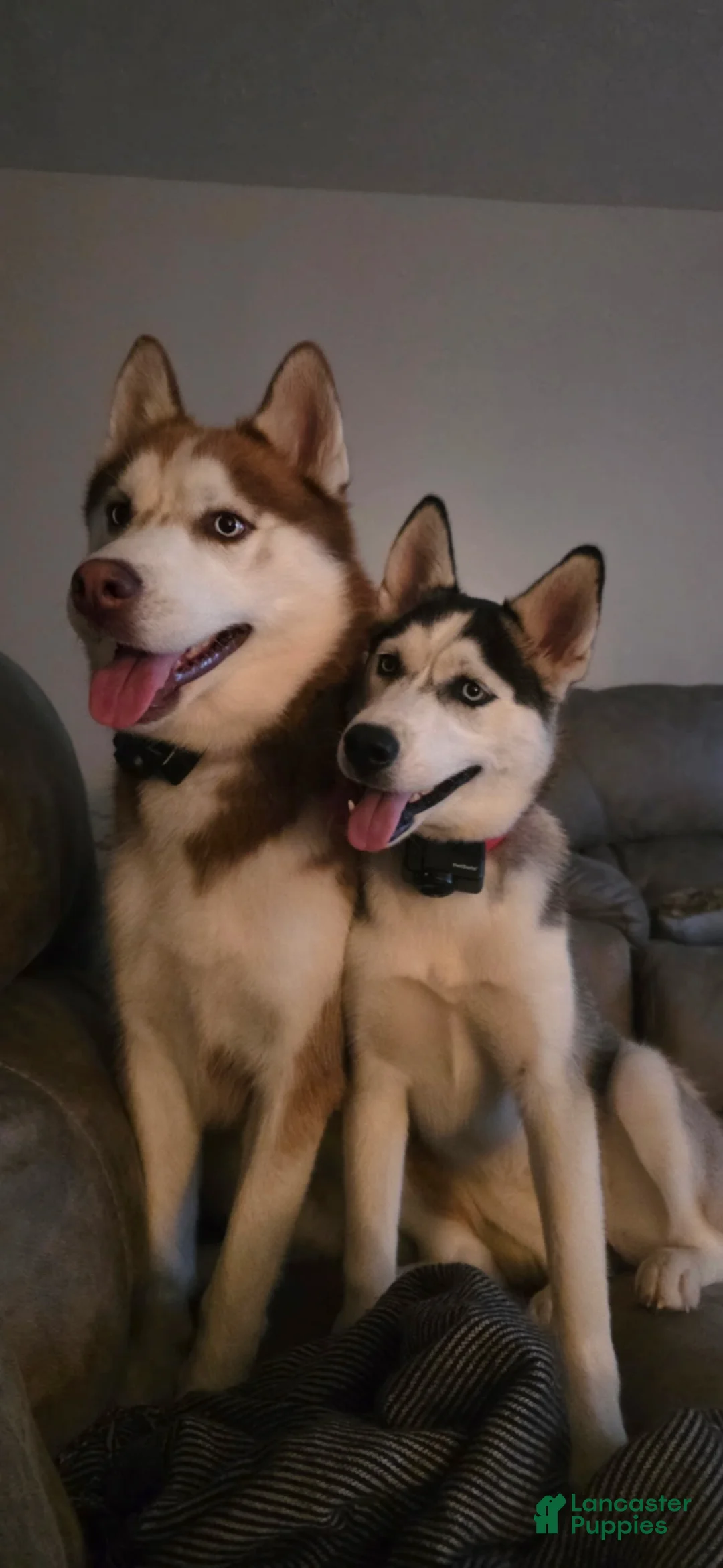 Siberian Husky dogs for sale: Sasha - Ad 6
