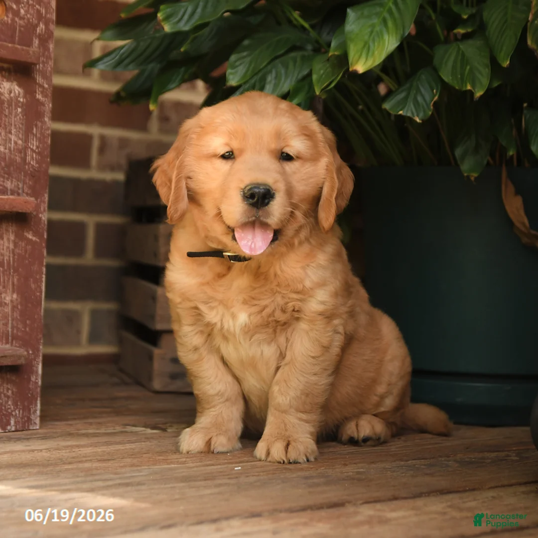 Golden Retriever dogs for sale: Cleo - Ad 2