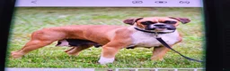 Boxer dogs for sale: Teddy - Ad 7