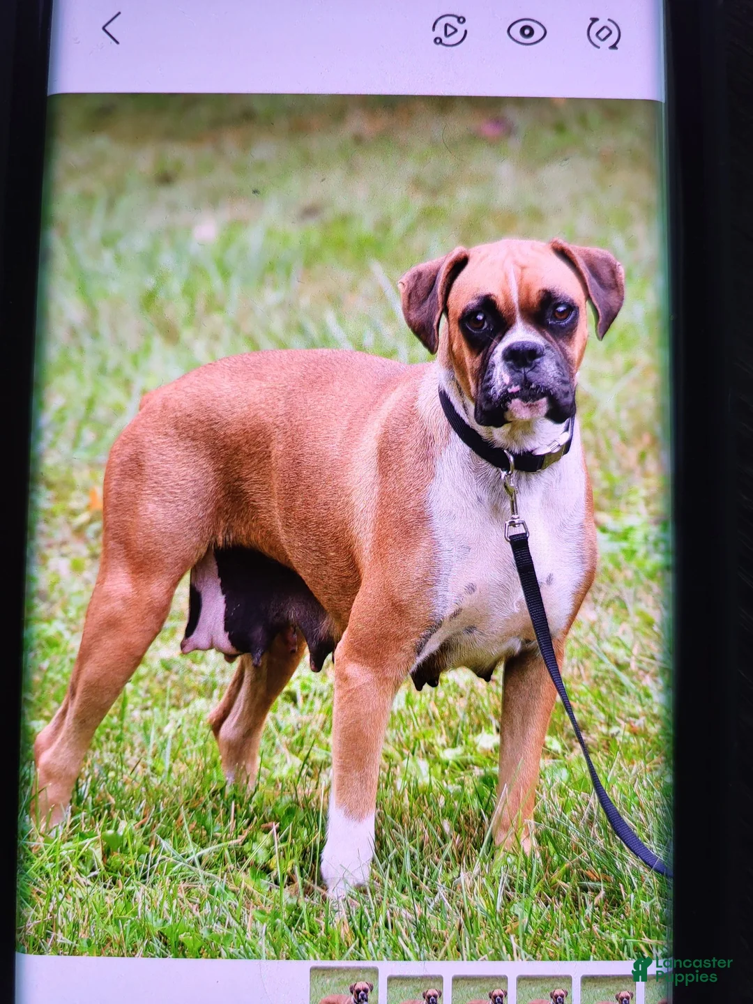 Boxer dogs for sale: Teddy - Ad 7