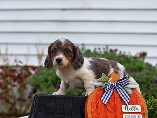 Miniature Dachshund dogs - Ad 30