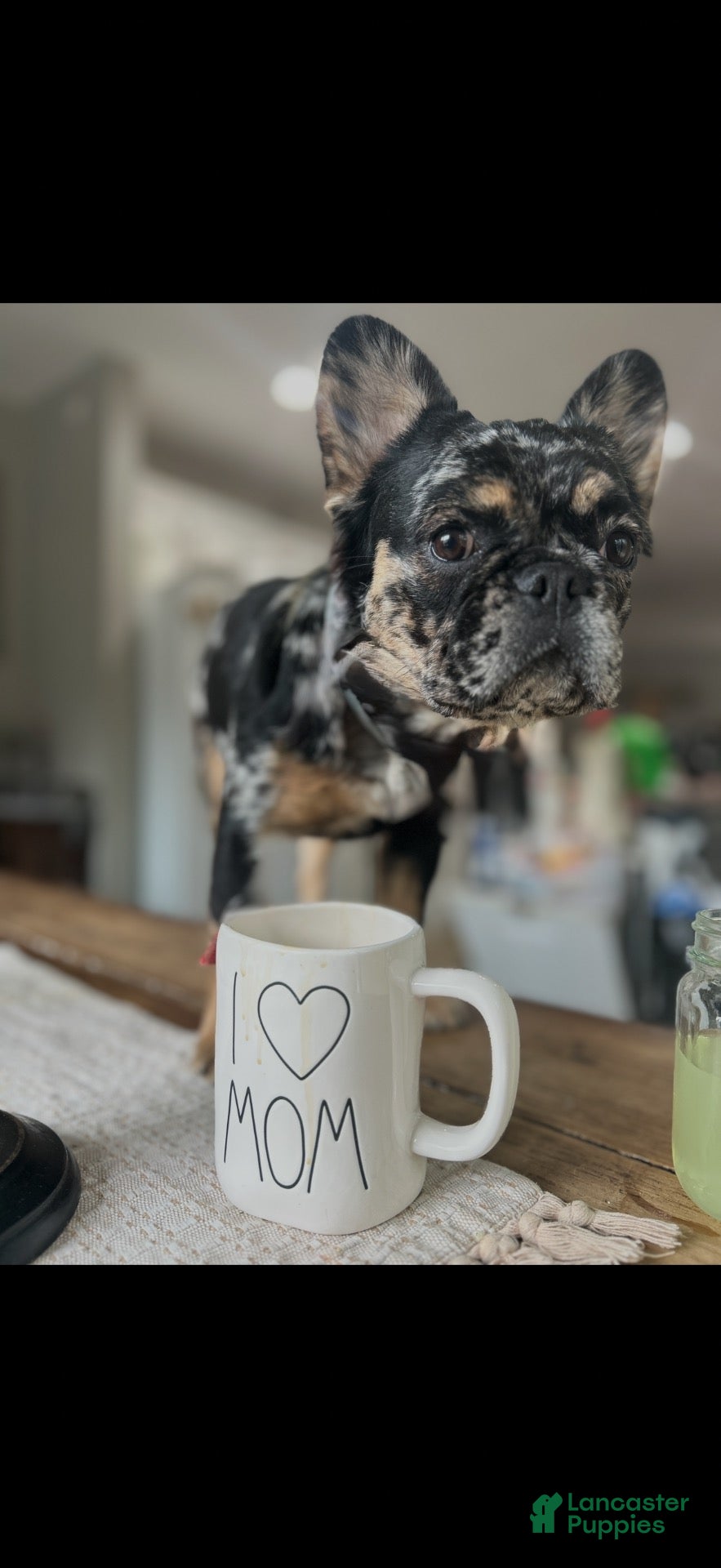 French Bulldog dogs French Bulldog 5 - Ad 2