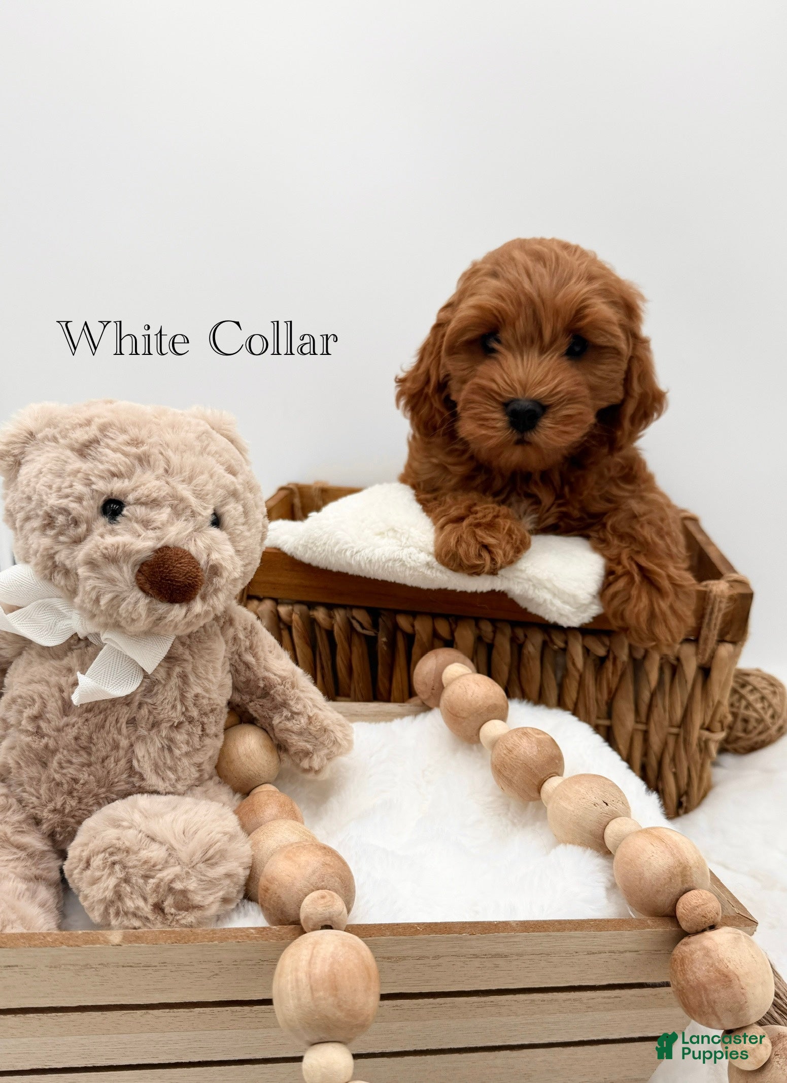 Mini Goldendoodle dogs Mini Goldendoodle 3 - Ad 5