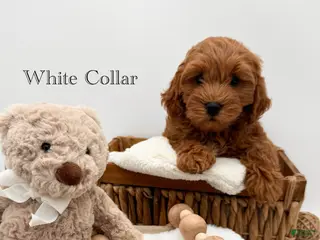 Mini Goldendoodle dogs Mini Goldendoodle 3 - Ad 5