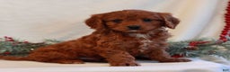 Cavapoo dogs for sale: Baker  - Ad 2