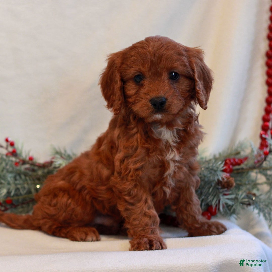 Cavapoo dogs for sale: Baker  - Ad 2
