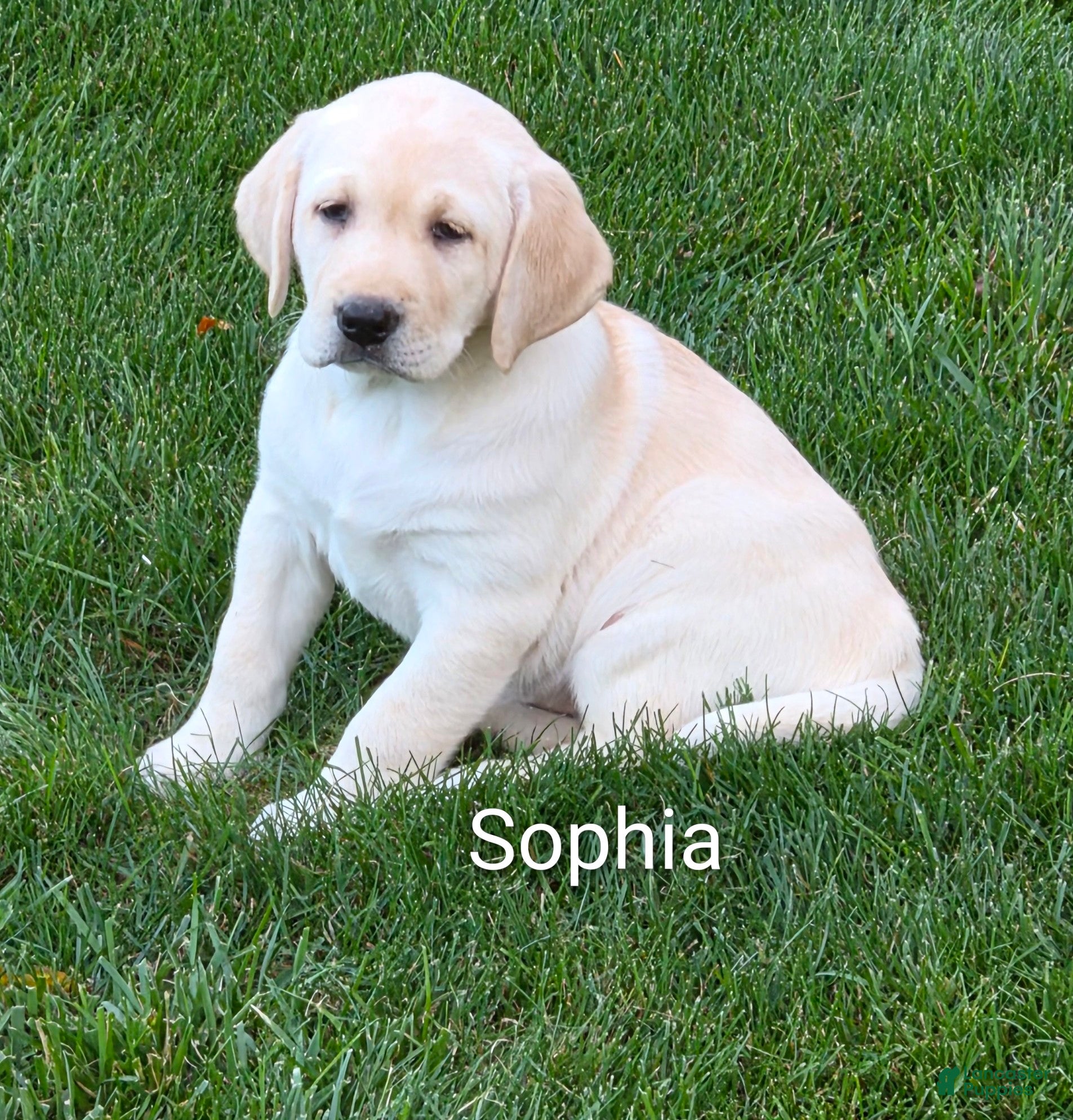 Labrador Retriever (Labrador, Female) in Holmesville, OH