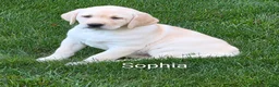 Labrador Retriever dogs for sale: Labrador Retriever Sophia - Ad 4