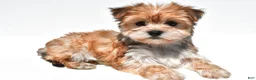 Morkie dogs for sale: Millie - Ad 9