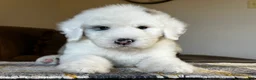 Sheepadoodle dogs for sale: Merle Male 6 - Ad 6