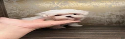 Maltese dogs for sale: Frost - Ad 4