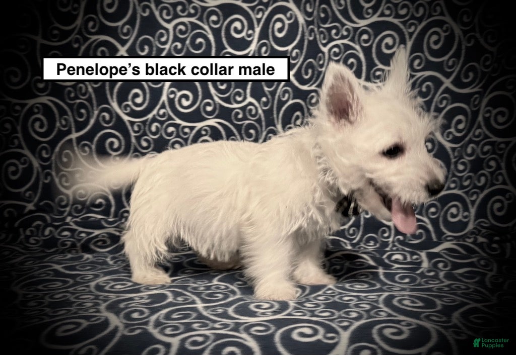 West Highland Terrier dogs AKC Penelope's Black Collar Male - Ad 6
