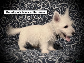 West Highland Terrier dogs AKC Penelope's Black Collar Male - Ad 32