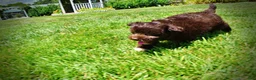 Havapoo dogs for sale: Ewok - Ad 13
