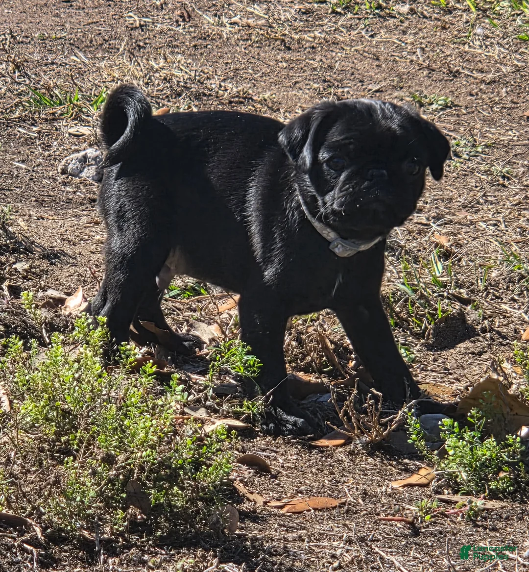 Pug dogs for sale: Frankie  - Ad 5