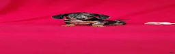 Miniature Dachshund dogs for sale: Samantha - Ad 6