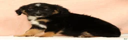 Mini Aussiedoodle dogs for sale: Leon - Ad 6