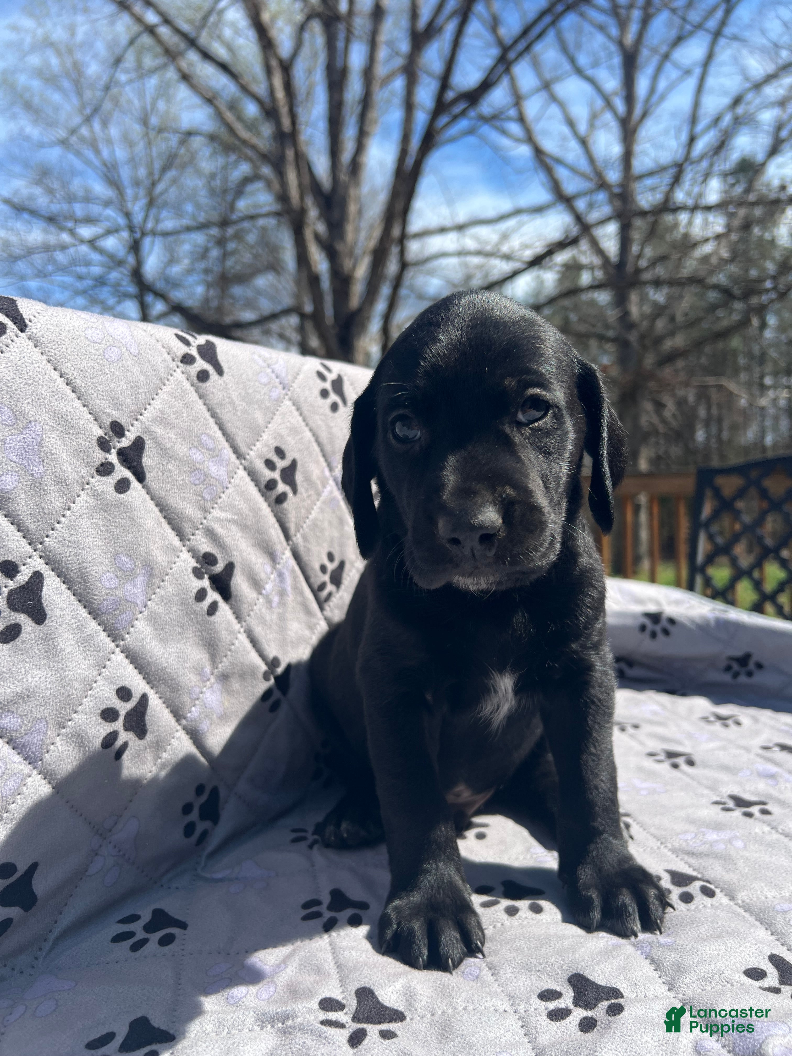 Mixed Breed dogs Mixed Breed Puppy 2 - Ad 1