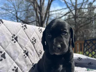 Mixed Breed dogs for sale: Mixed Breed Puppy 2 - Ad 4