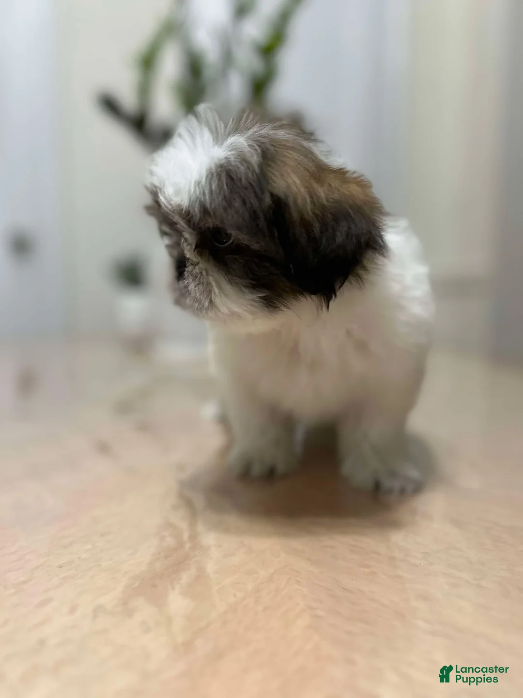 Shih Tzu dogs for sale: love - Ad 3