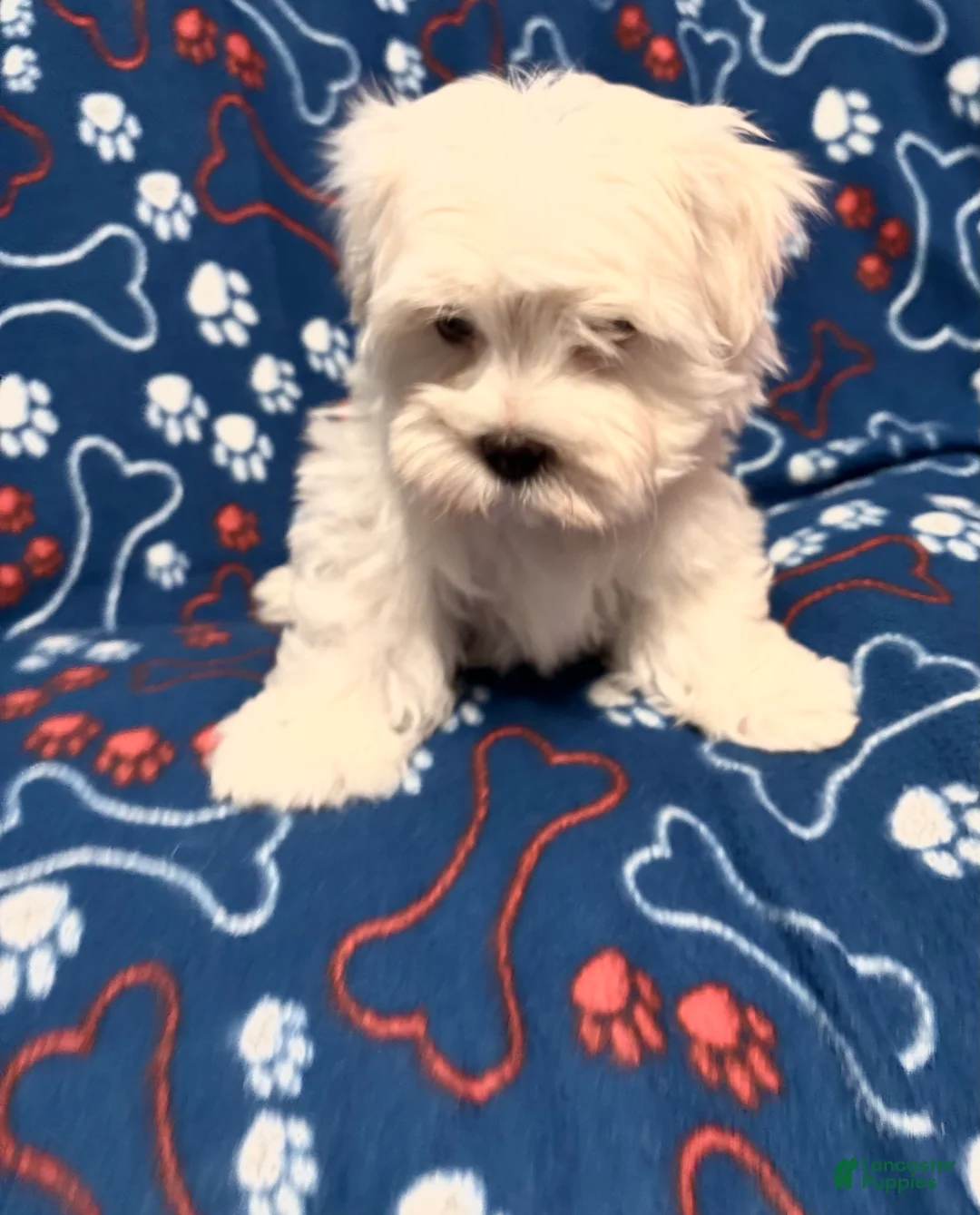 Maltipoo dogs for sale: Maltipoo Puppy 2 - Ad 2