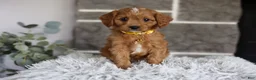 Cavapoo dogs for sale: Twinkle - Ad 5