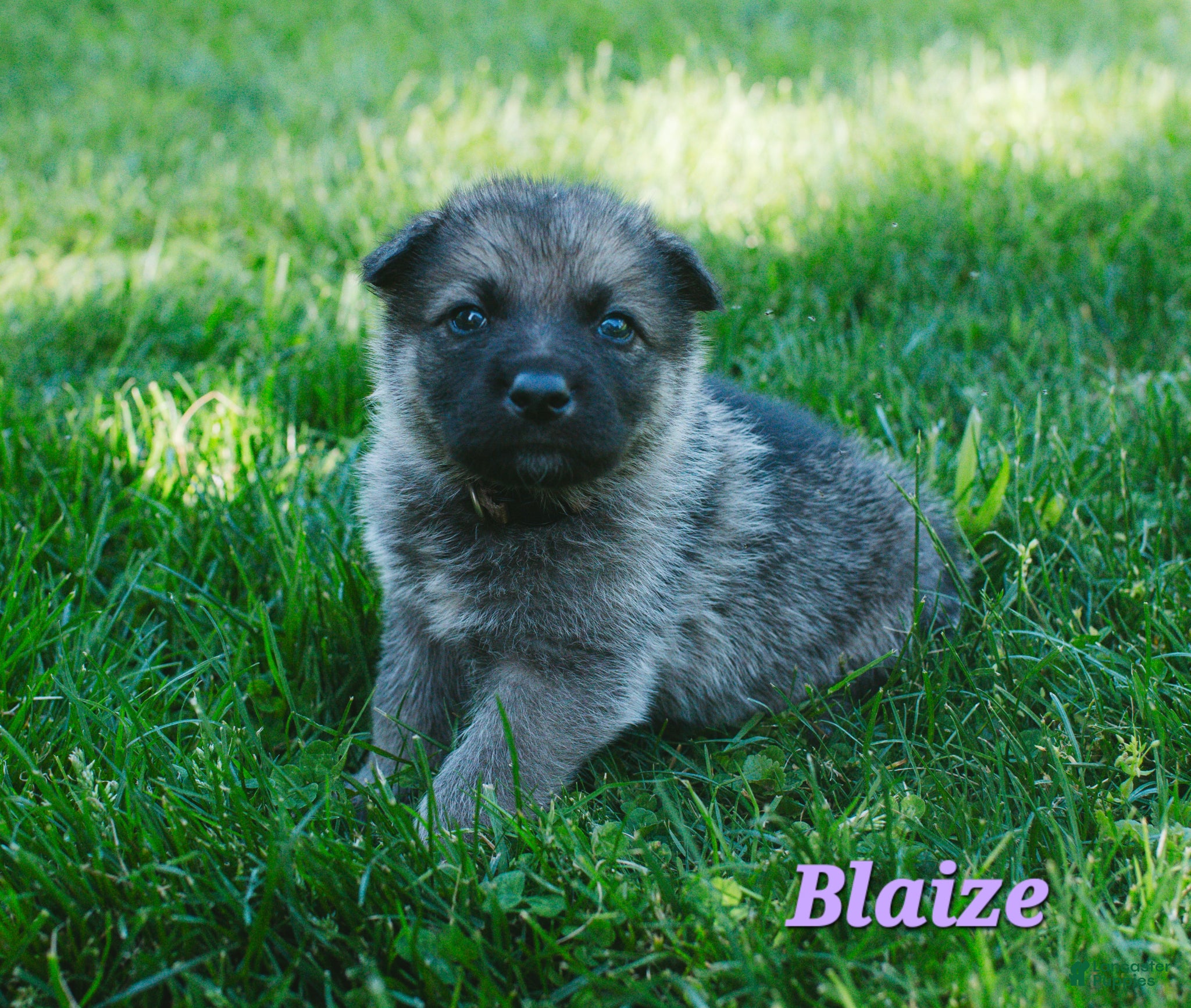 Mixed Breed dogs Blaize - Ad 33