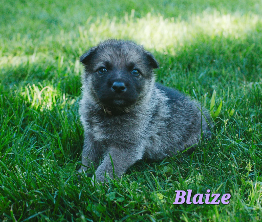 Mixed Breed dogs for sale: Blaize - Ad 1