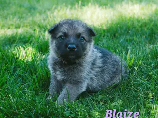 Mixed Breed dogs Blaize - Ad 33