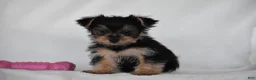 Yorkshire Terrier dogs for sale: Olive - Ad 9