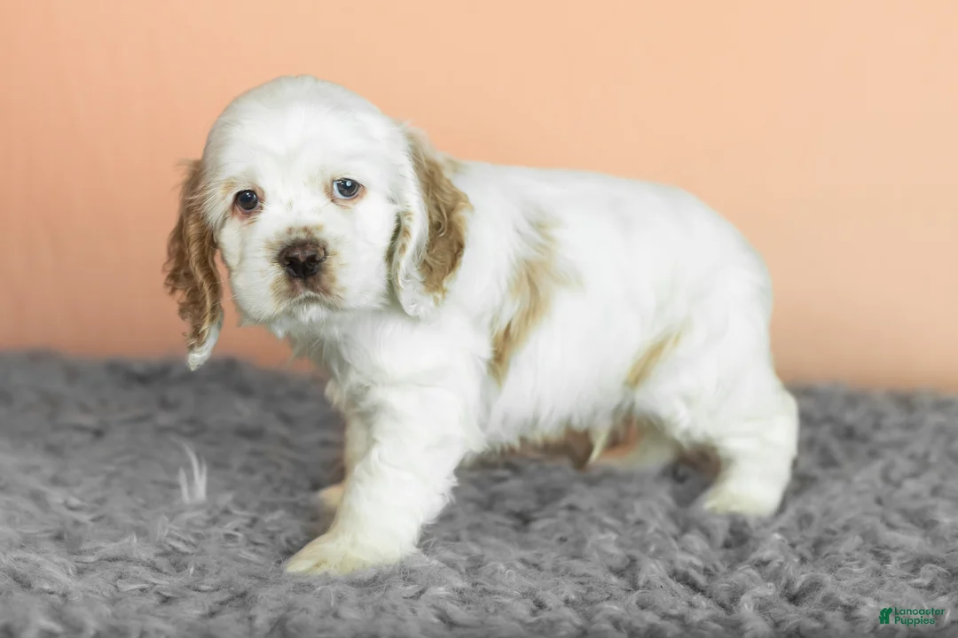 Cocker Spaniel dogs for sale: Wrigley  - Ad 3