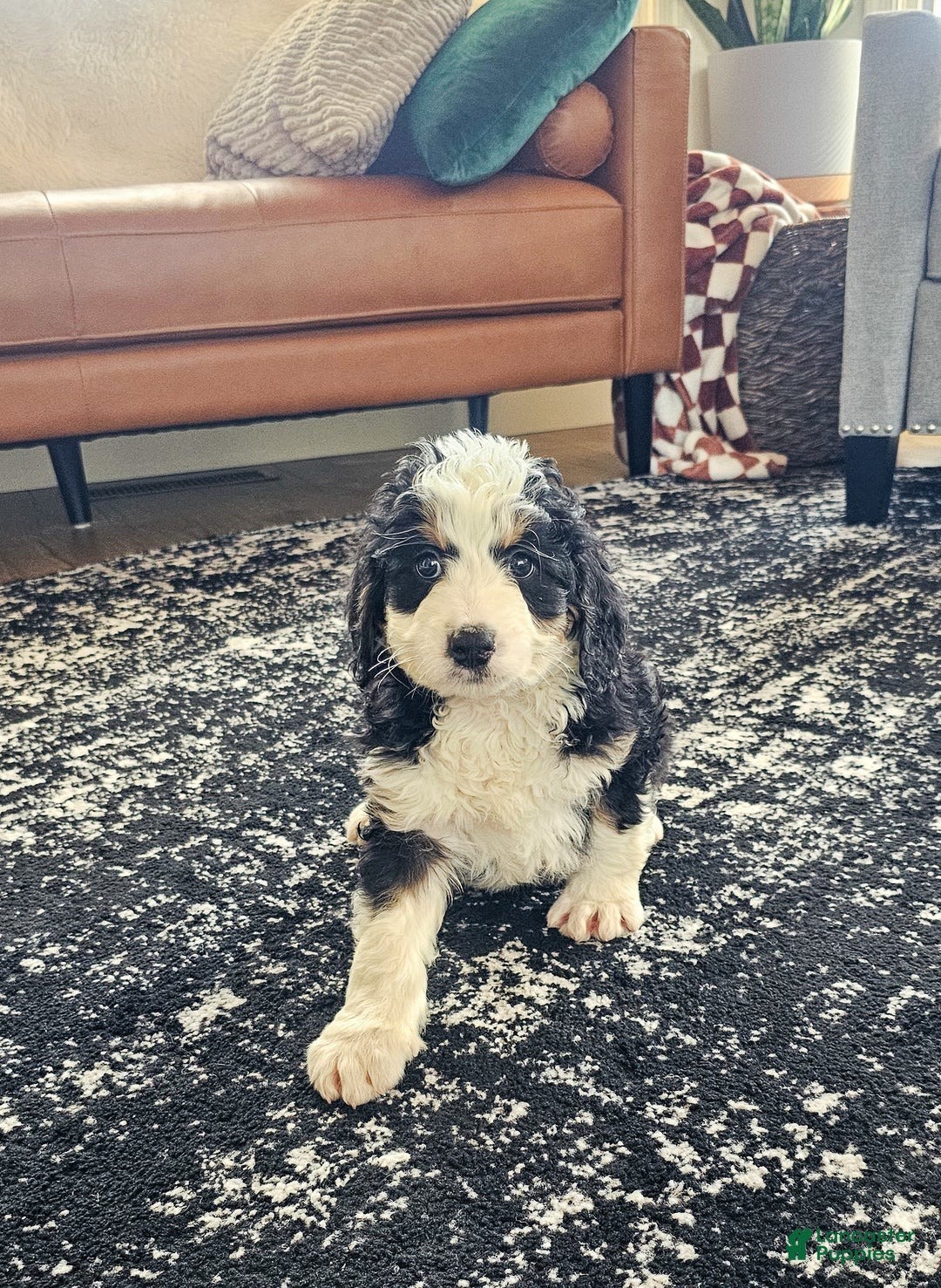 Mini Bernedoodle dogs for sale: Charlie  - Ad 4