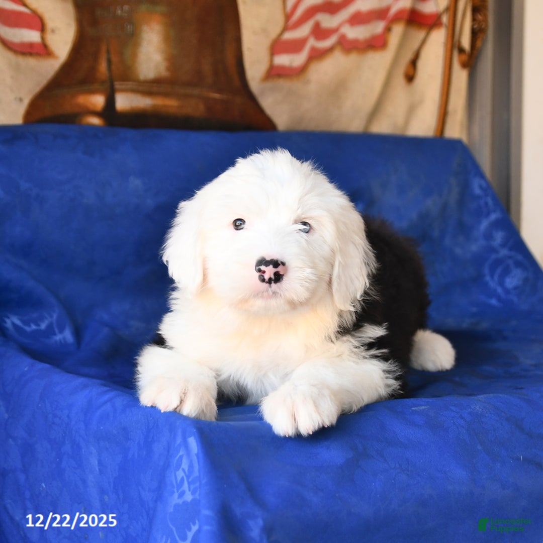 Shetland Sheepdog dogs for sale: Hazel - Ad 3