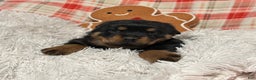 Rottweiler dogs for sale: Chase - Ad 8