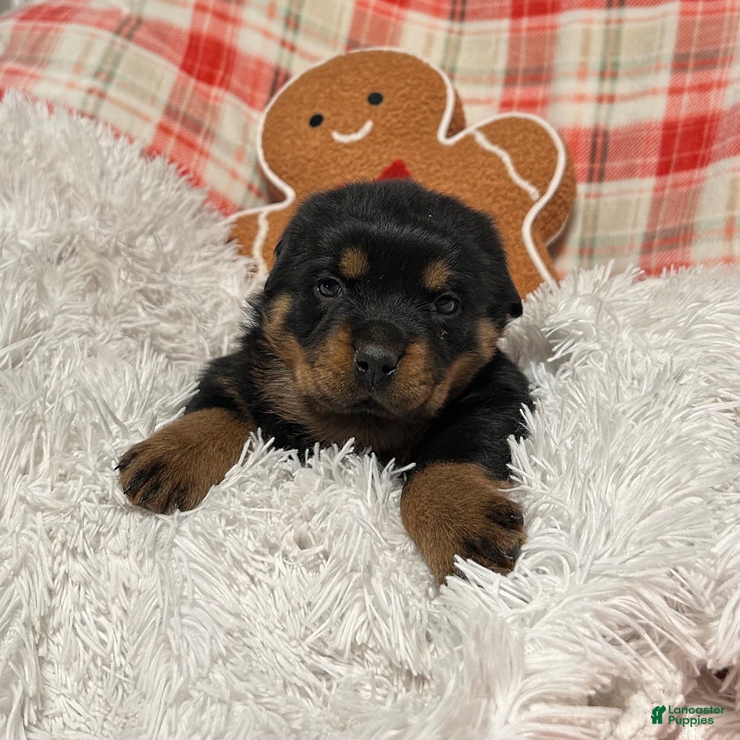 Rottweiler dogs for sale: Chase - Ad 8