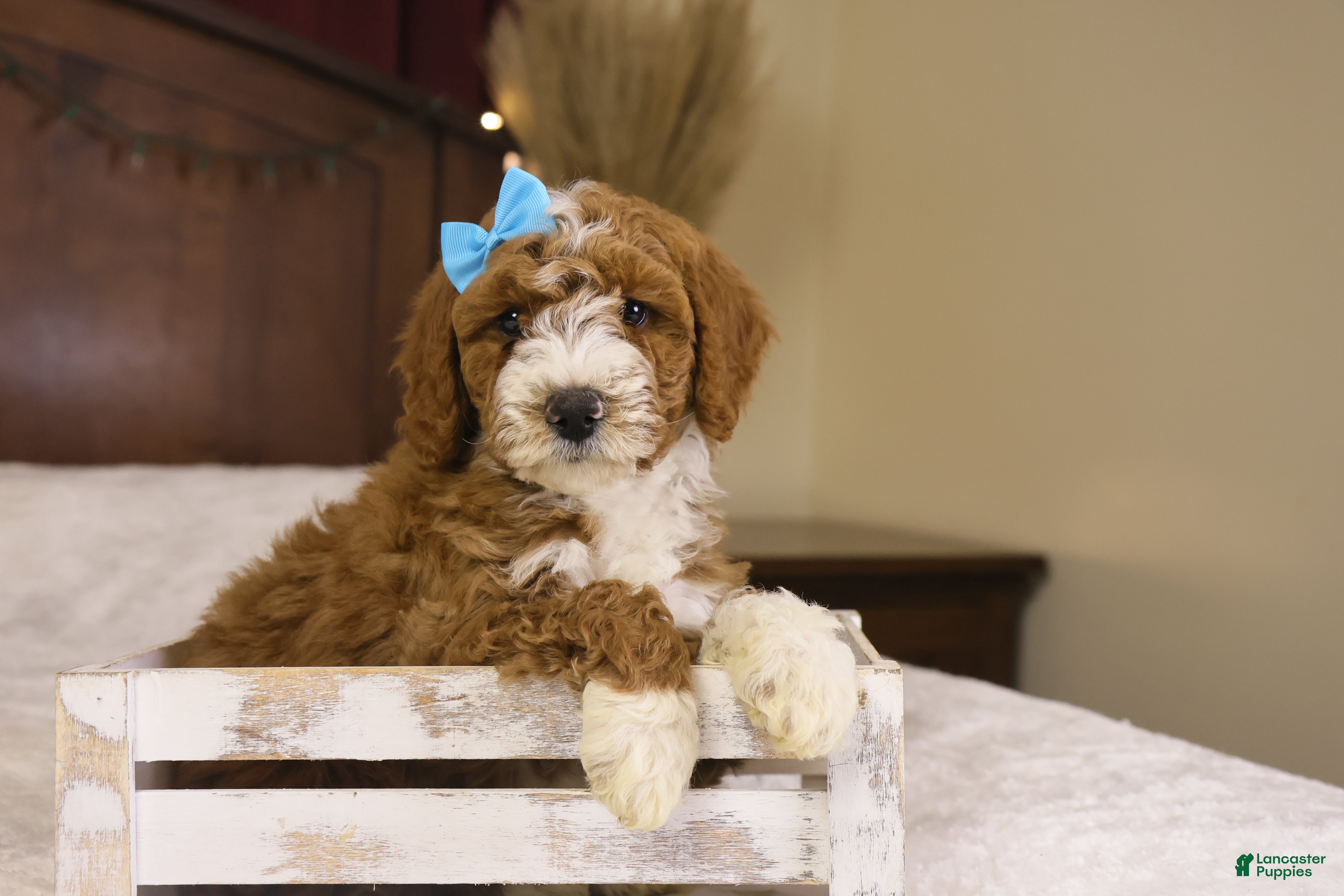 Goldendoodle dogs Yeti - Ad 17