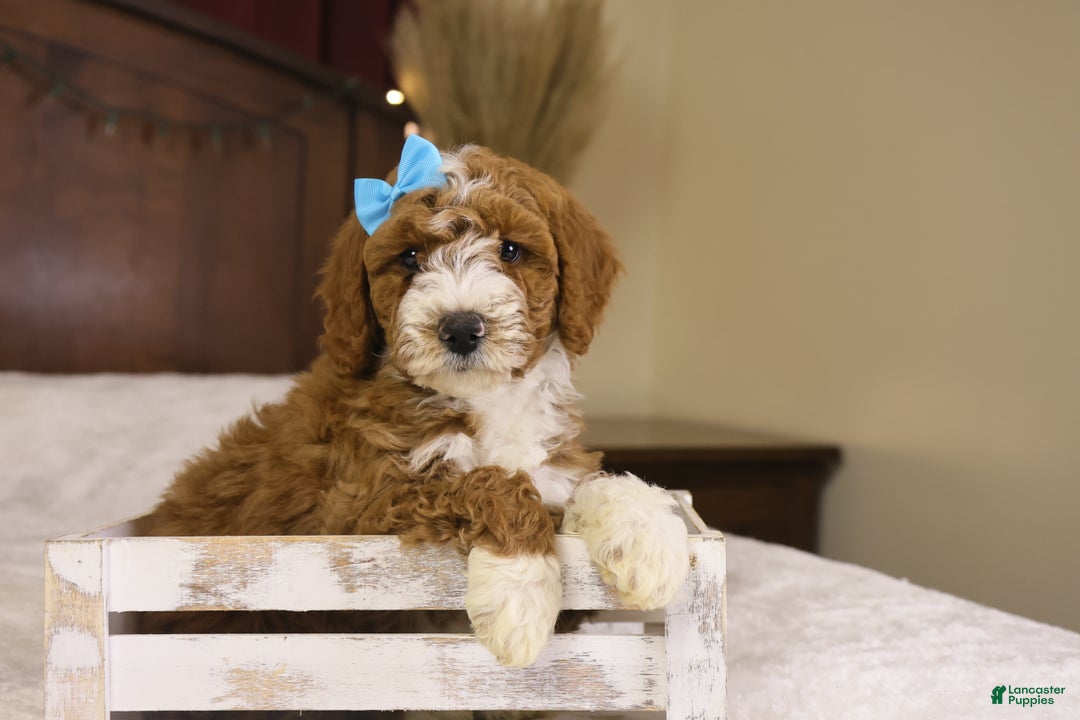Goldendoodle dogs for sale: Yeti - Ad 1