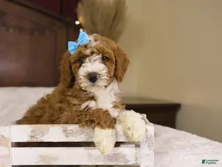 Goldendoodle dogs Yeti - Ad 30